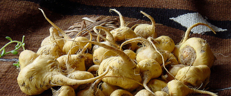 Maca Bio : un puissant stimulant pour homme